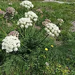 Achillea Alpina Cervinia Vda Vacanze In Vetta Cir 0249 Апартаменты Брей-Червиния