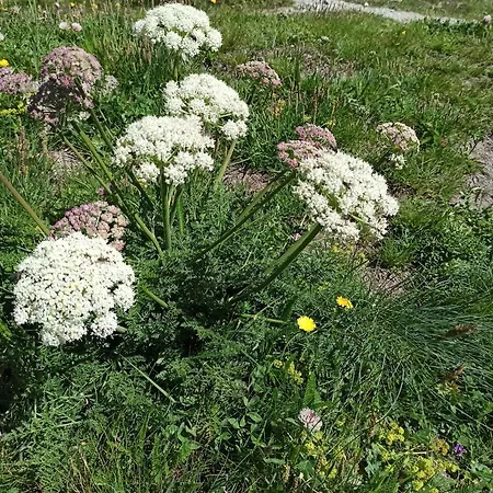 Achillea Alpina Cervinia Vda Vacanze In Vetta Cir 0249 Апартаменты Брей-Червиния